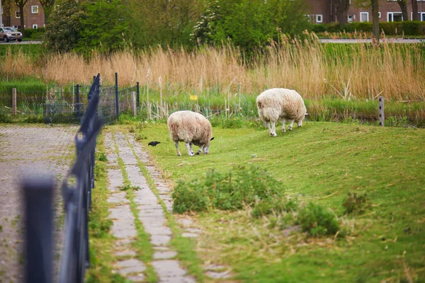 Овцы Ягнята Едят Траву Ферме Алкмар Нидерланды — стоковое фото