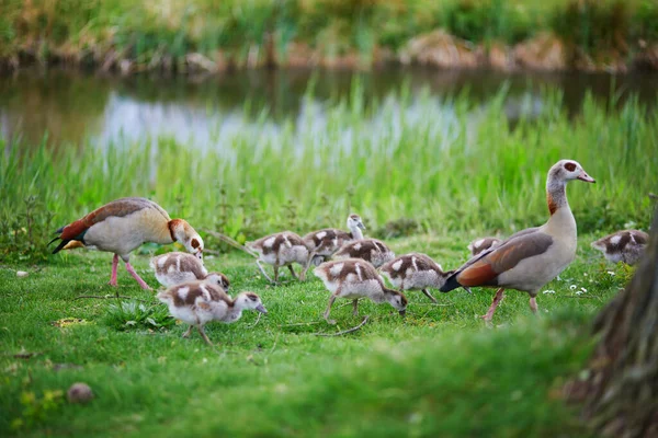 Rodina Egyptských Hus Rodičů Hnízd Vody Zelené Trávě Nizozemská Fauna — Stock fotografie