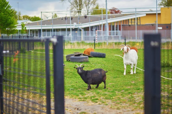 Cabras Comendo Grama Uma Fazenda Alkmaar Países Baixos — Fotografia de Stock