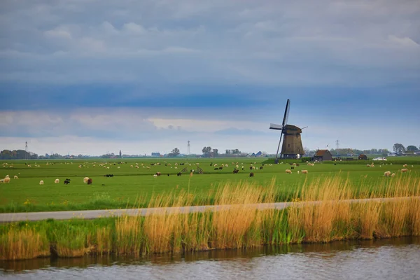 방목양 전통적 네덜란드 들판에 있습니다 네덜란드의 전형적 — 스톡 사진
