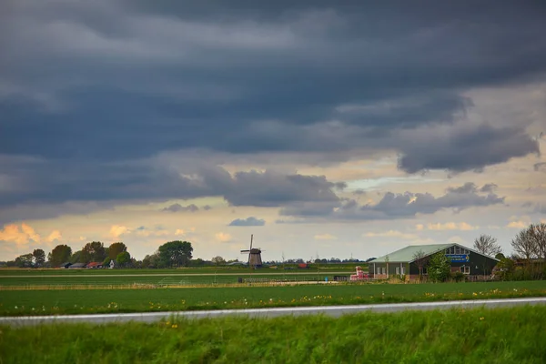 传统的荷兰风车在田里放羊放牛 荷兰典型的农村景观 — 图库照片