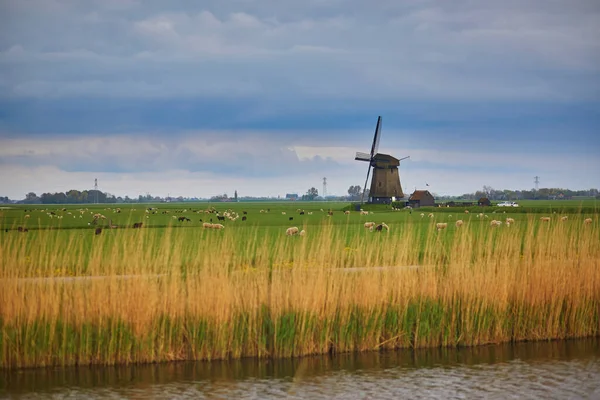 传统的荷兰风车在田里放羊放牛 荷兰典型的农村景观 — 图库照片
