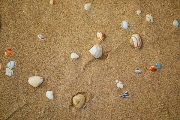 オランダの北オランダ アルクマール近くのエグモンド アーン ゼーの砂浜 — ストック写真