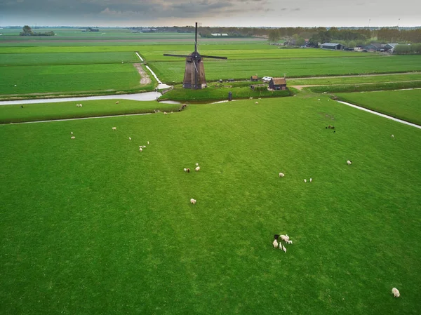 무인기에서는 방목하는 전통적 네덜란드 풍차를 수있었습니다 네덜란드의 전형적 — 스톡 사진