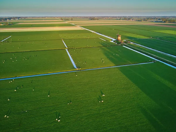 Luftaufnahme Einer Traditionellen Holländischen Windmühle Auf Einem Feld Mit Grasenden — Stockfoto