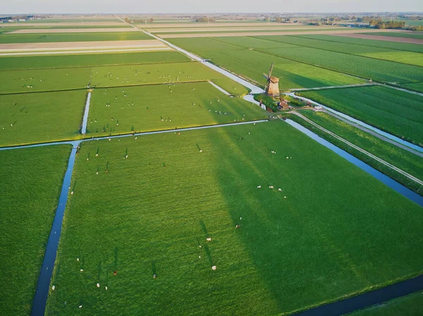 Vista Aérea Drone Moinho Vento Holandês Tradicional Campo Com Ovelhas — Fotografia de Stock
