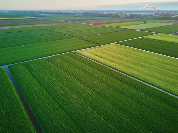 Aerial Drone View Typical Dutch Fields Polders Typical Landscape Countryside — Stock Photo, Image