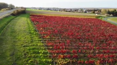 Aerial view of pastures, farmlands and vineyards in France. Beautiful French countryside with green fields and meadows. Rural landscape on sunset