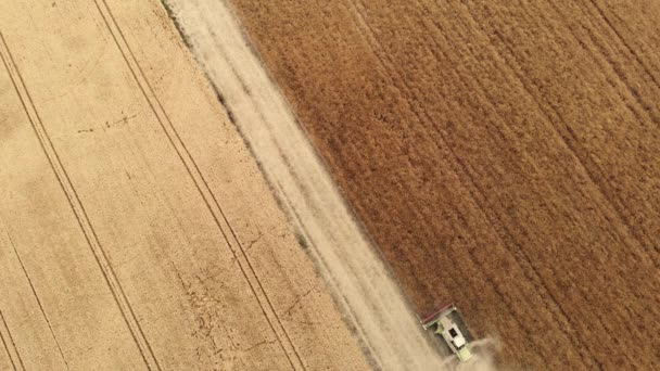 Сбор Пшеницы Летом Воздушный Беспилотный Обзор Двух Комбайнов Работающих Поле — стоковое видео