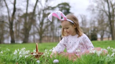 Girl wearing bunny ears playing egg hunt on Easter. Preschooler sitting on the grass with many snowdrop flowers and gathering colorful eggs in basket. Little kid celebrating Easter outdoors