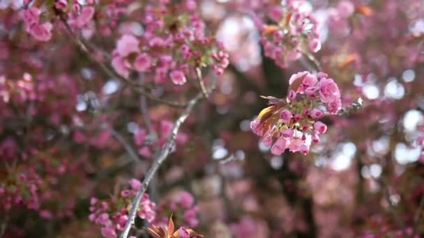 Belas Flores Cerejeira Plena Floração Paris França — Vídeo de Stock