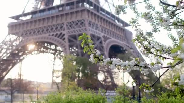 Třešňový Květ Květiny Plném Květu Eiffelova Věž Pozadí Brzy Jaře — Stock video