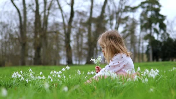 春天的一天 穿着粉红短裙的可爱的学龄前女孩坐在草地上 公园或森林里开着许多雪花 小孩在探索自然 儿童的户外活动 — 图库视频影像