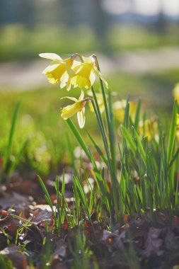 Bir bahar günü çimlerde bir sürü sarı narsist olur. Baharın ilk çiçekleri