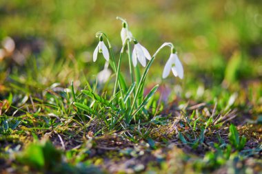 Bir bahar günü ormanda bir sürü beauitul beyaz kar damlası