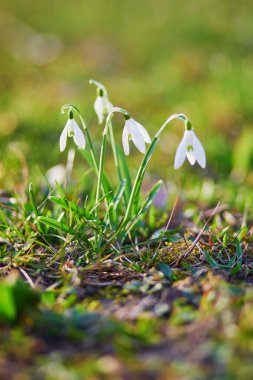 Bir bahar günü ormanda bir sürü beauitul beyaz kar damlası