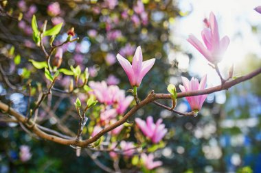 Pink magnolia tree flowers on a spring day in Paris, France