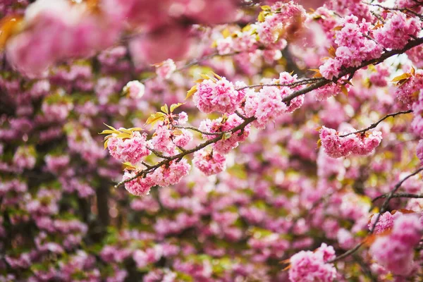 Branch Cherry Blossom Tree Beautiful Pink Flowers Sunny Spring Day — Stock Photo, Image
