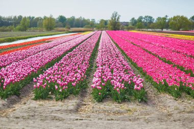 Scenic view of blooming tulip fields in Zuid-Holland, the Netherlands