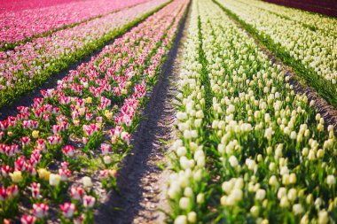 Scenic view of blooming tulip fields in Zuid-Holland, the Netherlands