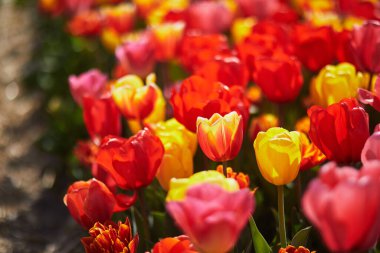 Scenic view of blooming tulip fields in Zuid-Holland, the Netherlands