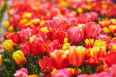 Scenic view of blooming tulip fields in Zuid-Holland, the Netherlands