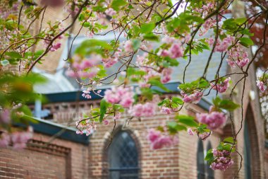 Güneşli bir bahar gününde, güzel pembe çiçekli kiraz ağacı dalı.