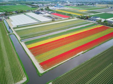 Aerial drone view of blooming tulip fields in Zuid-Holland, the Netherlands