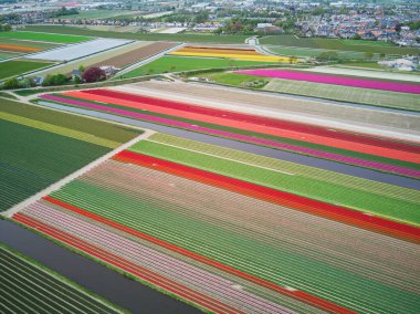 Aerial drone view of blooming tulip fields in Zuid-Holland, the Netherlands