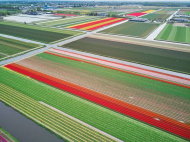 Aerial drone view of blooming tulip fields in Zuid-Holland, the Netherlands