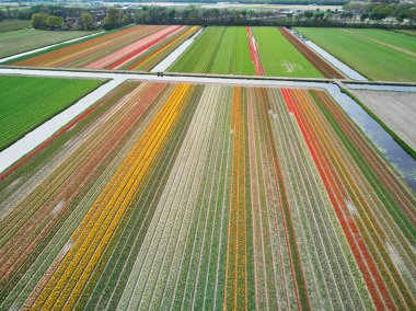 Aerial drone view of blooming tulip fields in Zuid-Holland, the Netherlands