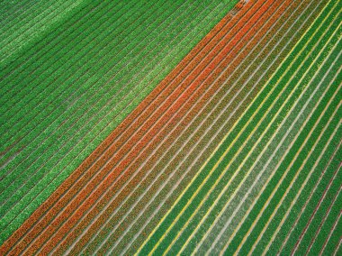 Aerial drone view of blooming tulip fields in Zuid-Holland, the Netherlands