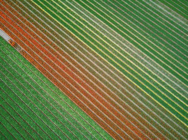 Aerial drone view of blooming tulip fields in Zuid-Holland, the Netherlands