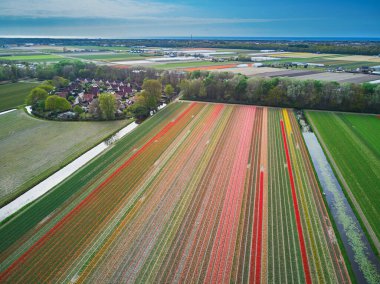 Aerial drone view of blooming tulip fields in Zuid-Holland, the Netherlands