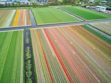 Aerial drone view of blooming tulip fields in Zuid-Holland, the Netherlands