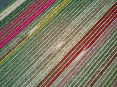 Aerial drone view of blooming tulip fields in Zuid-Holland, the Netherlands
