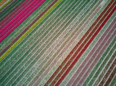 Aerial drone view of blooming tulip fields in Zuid-Holland, the Netherlands
