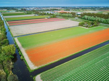 Aerial drone view of blooming tulip fields in Zuid-Holland, the Netherlands