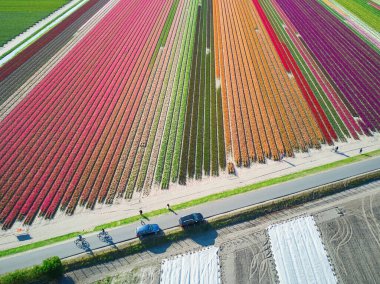 Aerial drone view of blooming tulip fields in Zuid-Holland, the Netherlands