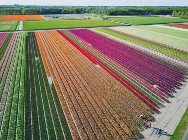 Aerial drone view of blooming tulip fields in Zuid-Holland, the Netherlands