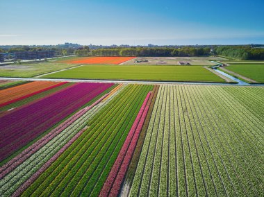 Aerial drone view of blooming tulip fields in Zuid-Holland, the Netherlands