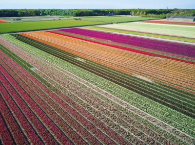 Aerial drone view of blooming tulip fields in Zuid-Holland, the Netherlands