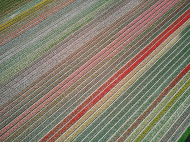 Aerial drone view of blooming tulip fields in Zuid-Holland, the Netherlands