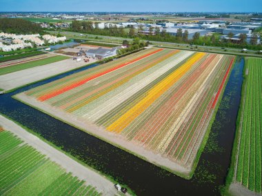 Aerial drone view of blooming tulip fields in Zuid-Holland, the Netherlands