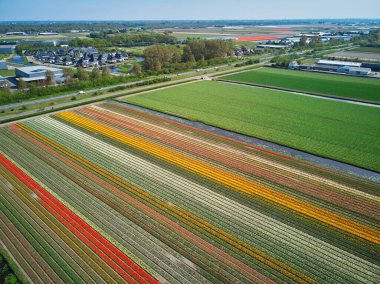 Aerial drone view of blooming tulip fields in Zuid-Holland, the Netherlands