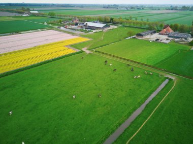 Aerial drone view of blooming tulip fields in Zuid-Holland, the Netherlands
