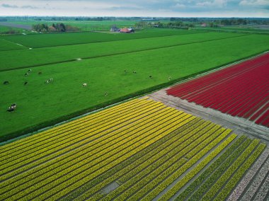 Aerial drone view of blooming tulip fields in Zuid-Holland, the Netherlands