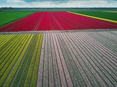 Aerial drone view of blooming tulip fields in Zuid-Holland, the Netherlands