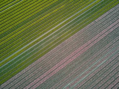 Aerial drone view of blooming tulip fields in Zuid-Holland, the Netherlands
