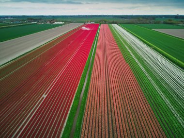Aerial drone view of blooming tulip fields in Zuid-Holland, the Netherlands